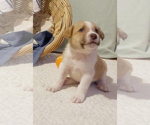 Mutt Dogs for adoption in Westwood, NJ, USA