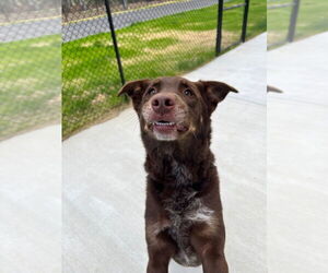 Catahoula Leopard Dog Dogs for adoption in Tarboro, NC, USA