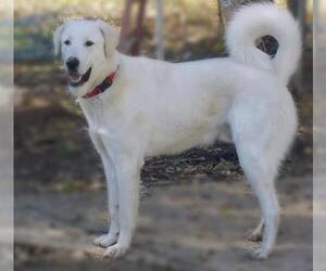Golden Pyrenees Dogs for adoption in Grovertown, IN, USA