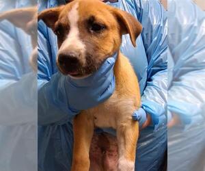 German Shepherd Dog Dogs for adoption in Bakersfield, CA, USA