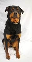 Rottweiler Dogs for adoption in Ponca City, OK, USA