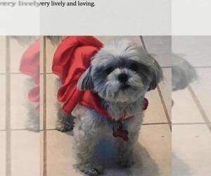 Havanese Dogs for adoption in Lake Forest, CA, USA