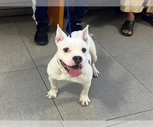 Staffordshire Bull Terrier-Unknown Mix Dogs for adoption in Rancho Cucamonga, CA, USA