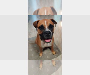 Boxer Dogs for adoption in Austin, TX, USA