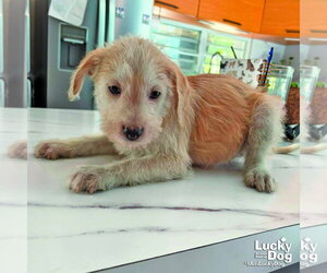Mutt Dogs for adoption in Washington, DC, USA