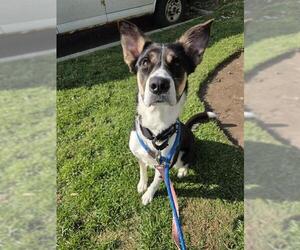 Border Collie-Siberian Husky Mix Dogs for adoption in Vaughan, Ontario, Canada