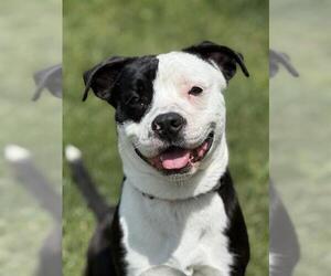 American Pit Bull Terrier-Unknown Mix Dogs for adoption in Center Township, PA, USA