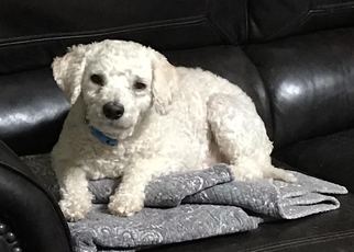 Poodle (Miniature) Dogs for adoption in Abilene, TX, USA