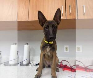 Mutt Dogs for adoption in Imlay City, MI, USA