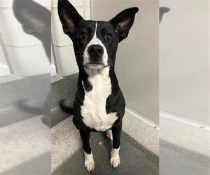 Mutt Dogs for adoption in San Antonio, TX, USA