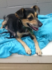 Miniature Pinscher Dogs for adoption in Akron, OH, USA
