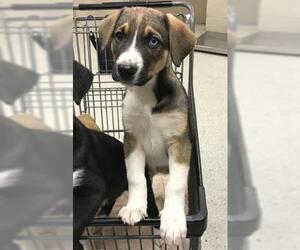 Border Collie-Unknown Mix Dogs for adoption in Conroe, TX, USA