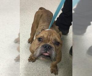 Bulldog-Unknown Mix Dogs for adoption in Riverside, CA, USA