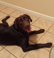 Labrador Retriever Dogs for adoption in FAIRLAWN, OH, USA