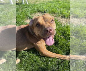 Basset Hound-Unknown Mix Dogs for adoption in Springdale, PA, USA