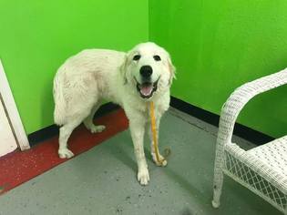 Great Pyrenees Dogs for adoption in Phoenix , AZ, USA