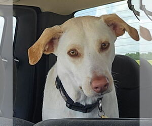 Mutt Dogs for adoption in Gulfport, MI, USA