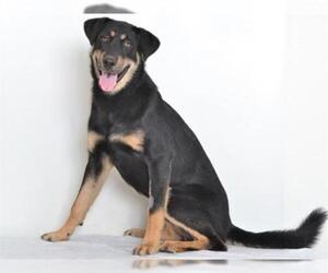 Rottweiler-Siberian Husky Mix Dogs for adoption in Oroville, CA, USA