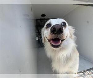 Australian Terrier-Unknown Mix Dogs for adoption in Houston, TX, USA