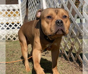 American Bulldog-Unknown Mix Dogs for adoption in Virginia Beach, VA, USA