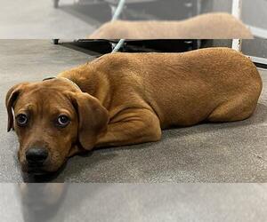 Labrador Retriever-Redbone Coonhound Mix Dogs for adoption in Forestville, MD, USA