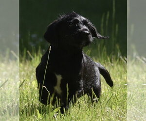 Miniature Labradoodle Dogs for adoption in Mechanicsburg, PA, USA