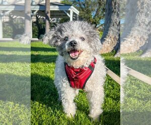 Poodle (Miniature) Dogs for adoption in Newport Beach, CA, USA