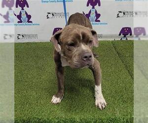 American Pit Bull Terrier-Unknown Mix Dogs for adoption in Orlando, FL, USA