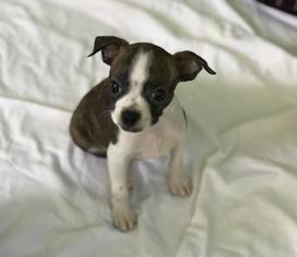 Boston Terrier Dogs for adoption in Freeport, FL, USA