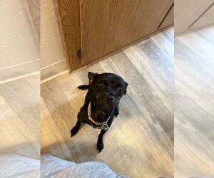 Chihuahua Dogs for adoption in Woodland, CA, USA