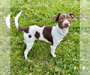 Dachshund-Whippet Mix Dogs for adoption in Lawrenceville, NJ, USA