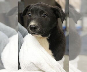 Mutt Dogs for adoption in Bridgewater, NJ, USA