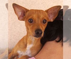 Chihuahua Dogs for adoption in Carrollton, TX, USA