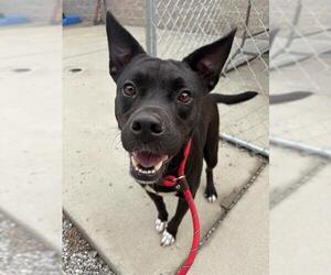 American Pit Bull Terrier-Unknown Mix Dogs for adoption in Palmetto, FL, USA