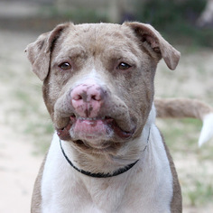 Catahoula Leopard Dog-Staffordshire Bull Terrier Mix Dogs for adoption in Pensacola, FL, USA