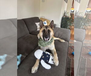 Akita Dogs for adoption in MIDWAY, UT, USA