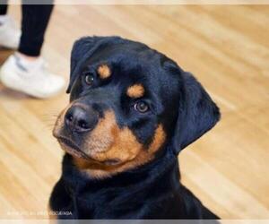 Rottweiler Dogs for adoption in Glenview, IL, USA