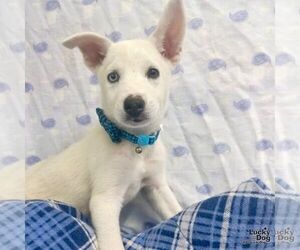 Huskies -Unknown Mix Dogs for adoption in Washington, DC, USA