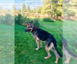 German Shepherd Dog Dogs for adoption in Littleton, CO, USA
