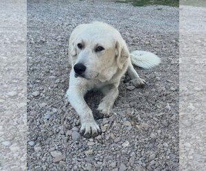 - Mix Dogs for adoption in Bountiful, UT, USA