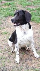 German Shorthaired Pointer Dogs for adoption in Westminster, MD, USA