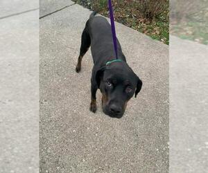 Rottweiler Dogs for adoption in Newport, KY, USA