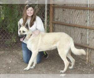 Shepradors Dogs for adoption in Ojai, CA, USA