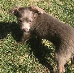 Medium Photo #1 Chihuahua-Unknown Mix Puppy For Sale in Fresno, CA, USA