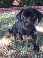 Pug Dogs for adoption in Dallas, TX, USA