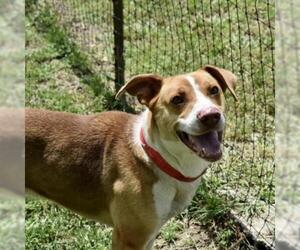 American Staffordshire Terrier Dogs for adoption in Wadena, MN, USA