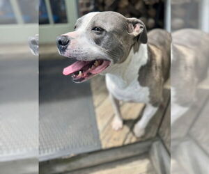 American Pit Bull Terrier-American Staffordshire Terrier Mix Dogs for adoption in Chester, VA, USA