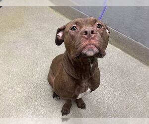 Mutt Dogs for adoption in Las Vegas, NV, USA