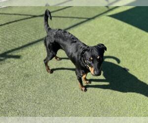 Rottweiler-Unknown Mix Dogs for adoption in Grand Prairie, TX, USA