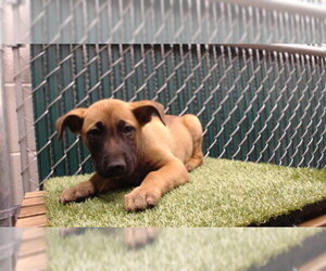 Medium Photo #1 German Shepherd Dog Puppy For Sale in Downey, CA, USA